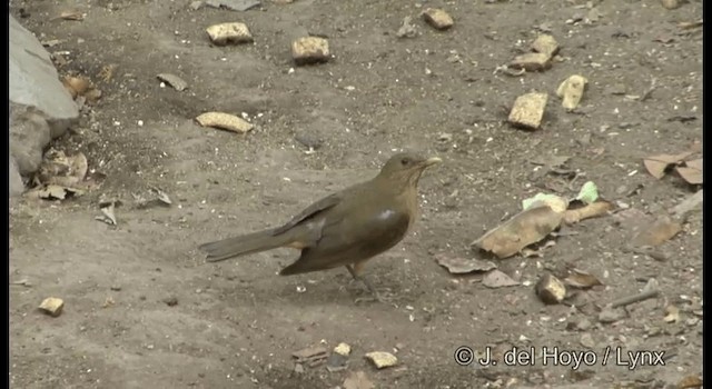 Clay-colored Thrush - ML201375071