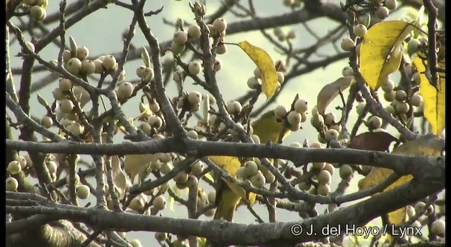 Yellow-browed Bulbul - ML201375091