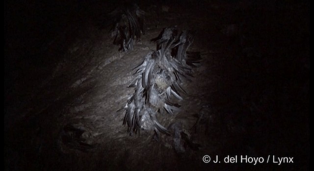 Indian Swiftlet - ML201375111