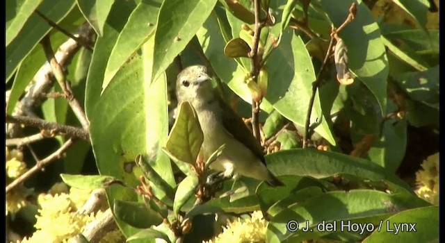 Nilgiri Flowerpecker - ML201375201