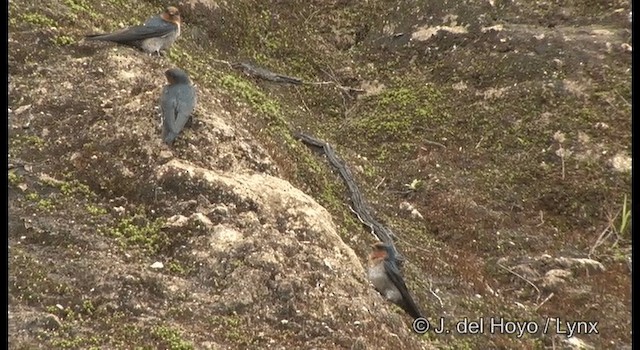 Golondrina de Cabaña - ML201375231