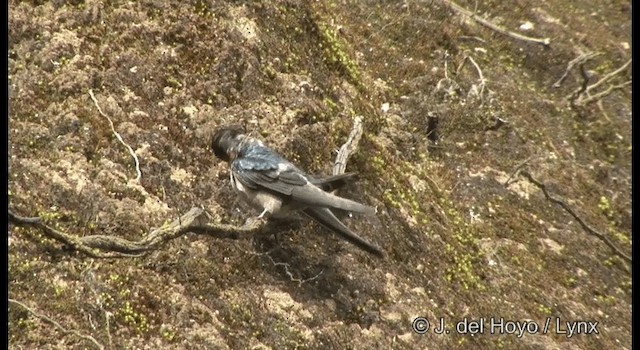 Golondrina de Cabaña - ML201375241