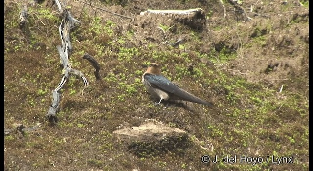 Hill Swallow - ML201375251