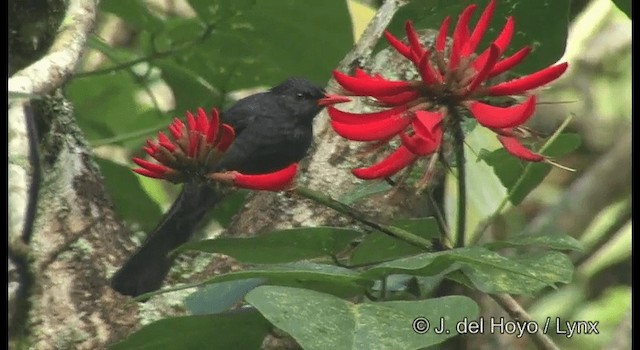 Square-tailed Bulbul (Indian) - ML201375261