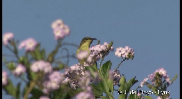 Crimson-backed Sunbird - ML201375281