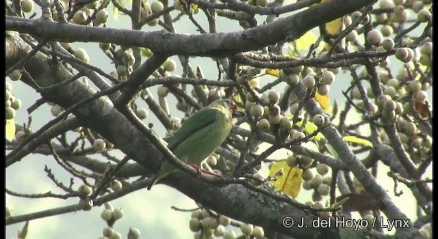 Barbudo Malabar - ML201375321