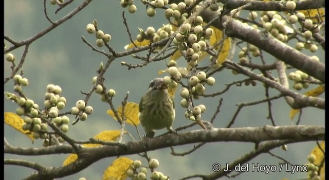 White-cheeked Barbet - ML201375341