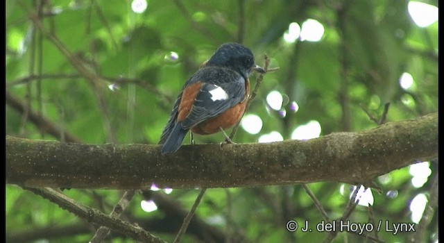 Blue-capped Rock-Thrush - ML201375361