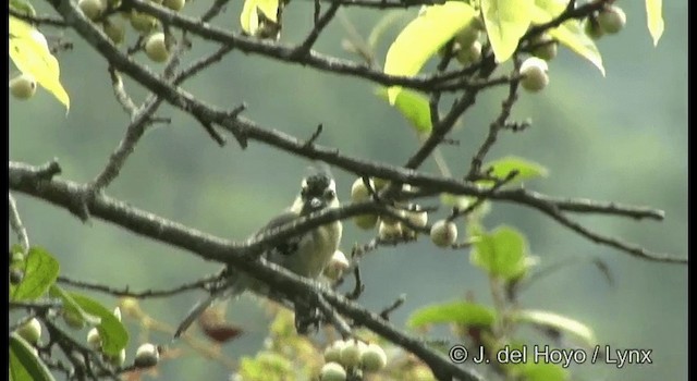 Indian Yellow Tit - ML201375411