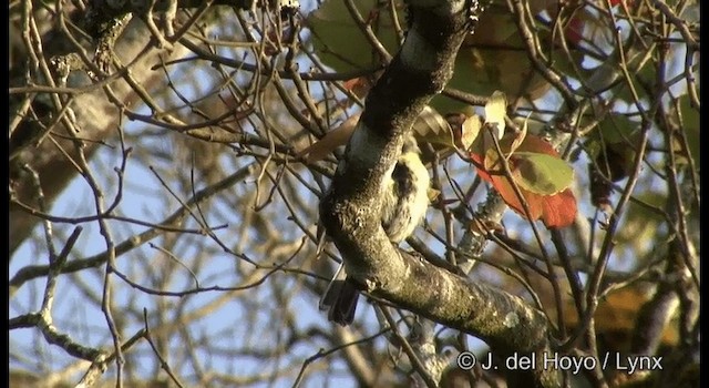 Indian Yellow Tit - ML201375421