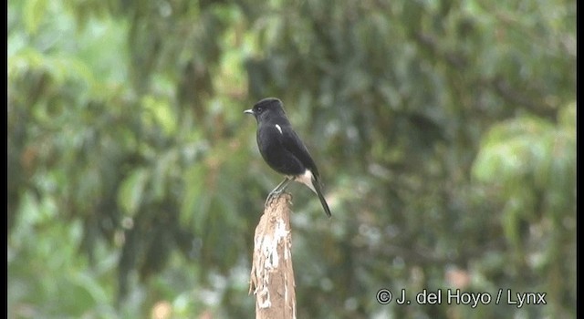 Pied Bushchat - ML201375461