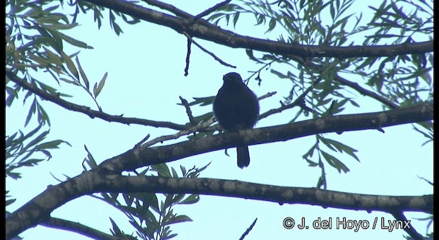 Pied Bushchat - ML201375471