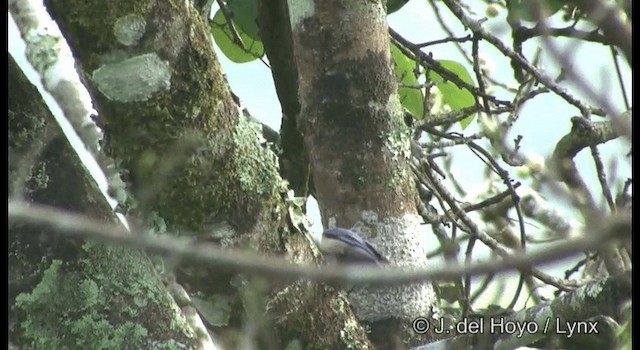 Velvet-fronted Nuthatch - ML201375491