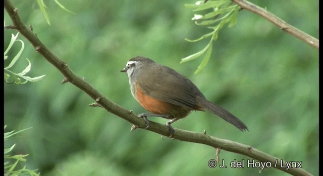 Palani Laughingthrush - ML201375501