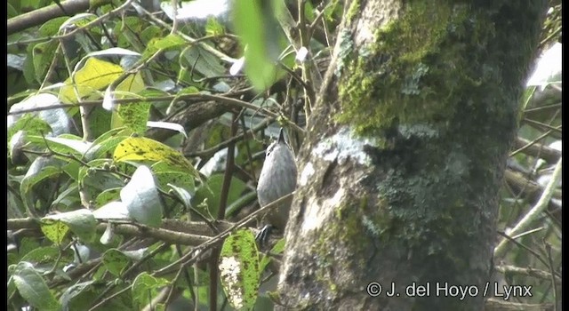 Palani Laughingthrush - ML201375511