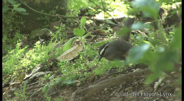 Palani Laughingthrush - ML201375521