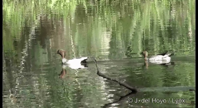 Canard à crinière - ML201375561