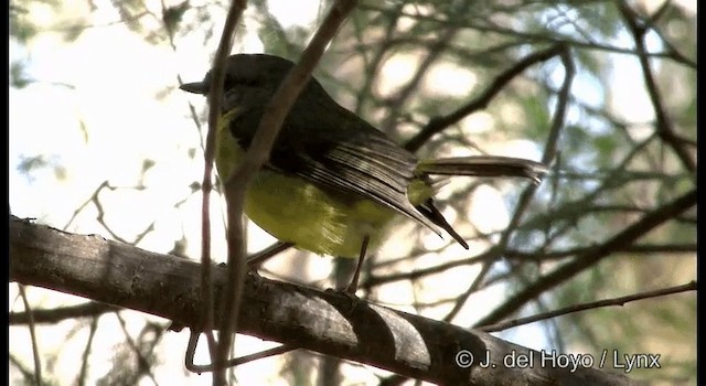 Eastern Yellow Robin - ML201375571