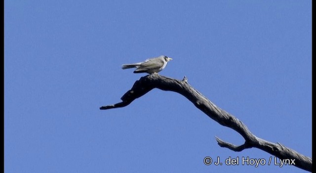 Mielero Chillón - ML201375591