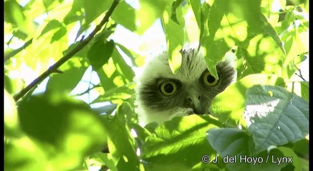 Powerful Owl - ML201375601