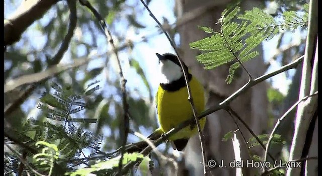 Golden Whistler (Eastern) - ML201375621