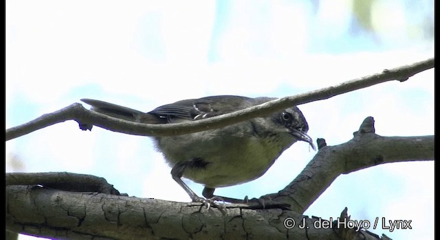 マミジロヤブムシクイ（frontalis グループ） - ML201375651