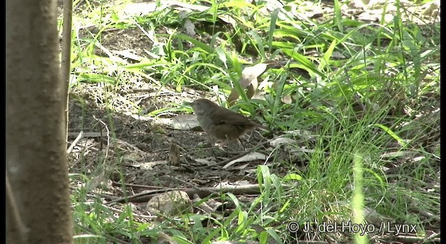 マミジロヤブムシクイ（frontalis グループ） - ML201375661