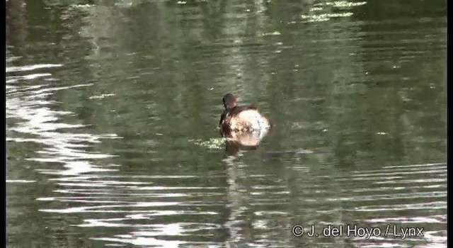 Australzwergtaucher - ML201375671