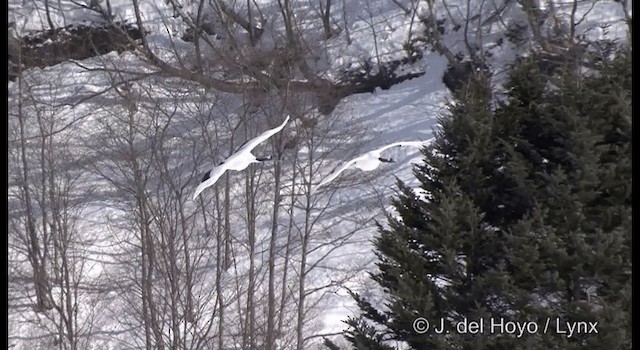 Red-crowned Crane - ML201375681