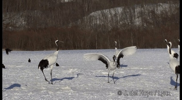 Японский журавль - ML201375691