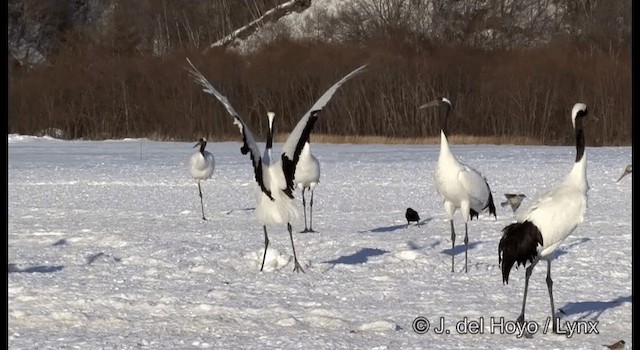 Red-crowned Crane - ML201375701