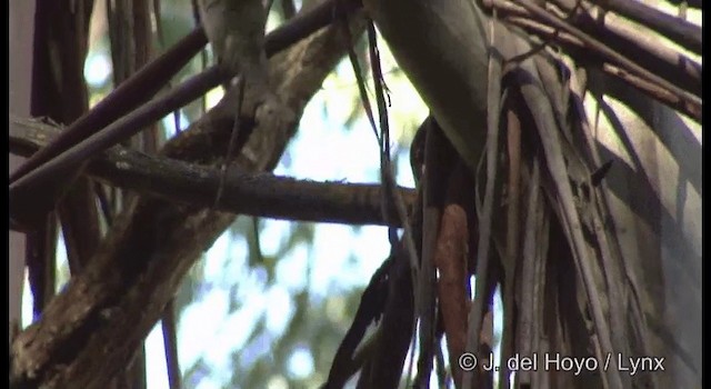 Lewin's Honeyeater - ML201375731