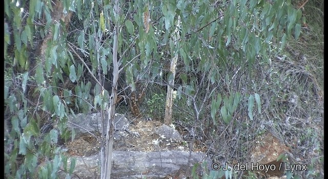 Superb Lyrebird - ML201375741