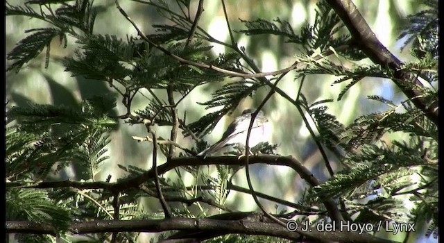 Petroica Rosada - ML201375751