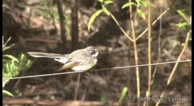 Gray Fantail (alisteri) - ML201375761