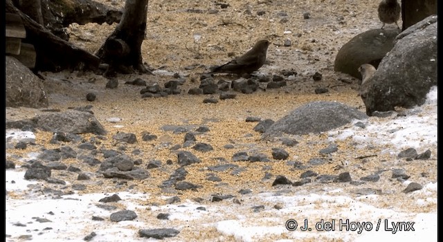 Asian Rosy-Finch - ML201375781