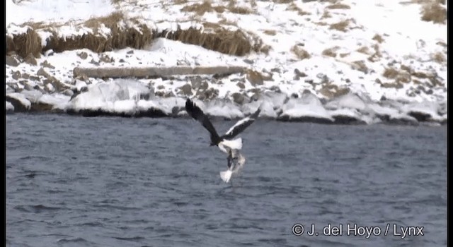 Steller's Sea-Eagle - ML201375791