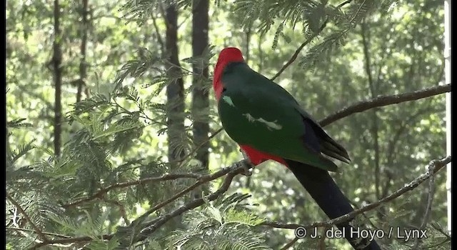 Australian King-Parrot - ML201375801