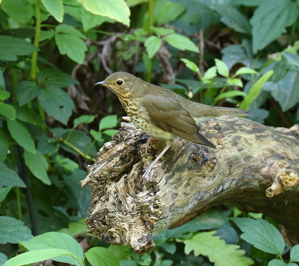 Swainson's Thrush - ML20137581