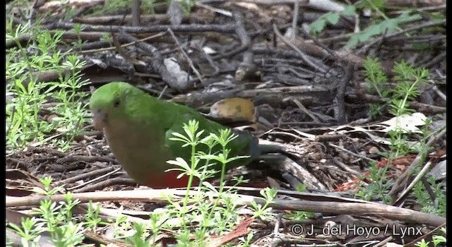 Avustralya Kral Papağanı - ML201375811
