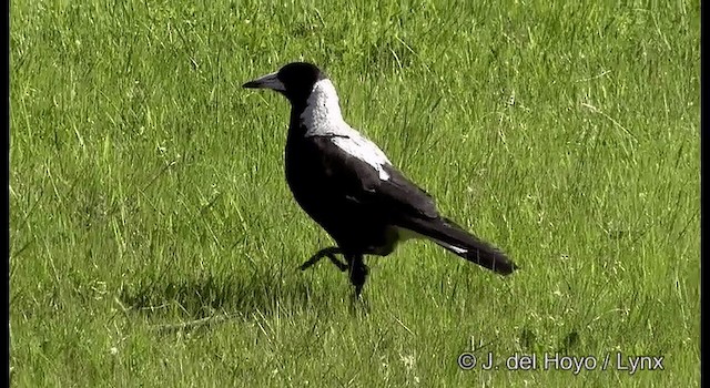 Australian Magpie (White-backed) - ML201375841