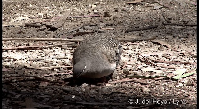 Common Bronzewing - ML201375861