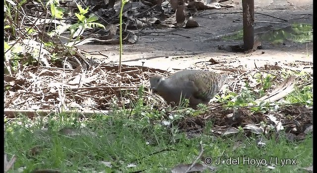 Common Bronzewing - ML201375871