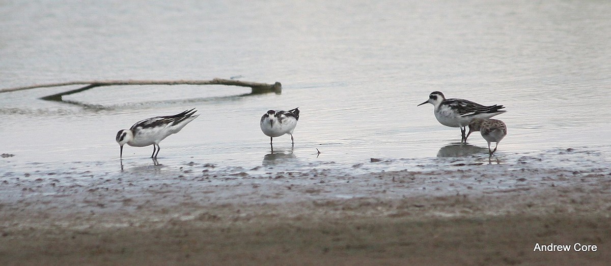 Red-necked Phalarope - Andrew Core