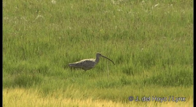 Zarapito Siberiano - ML201376091