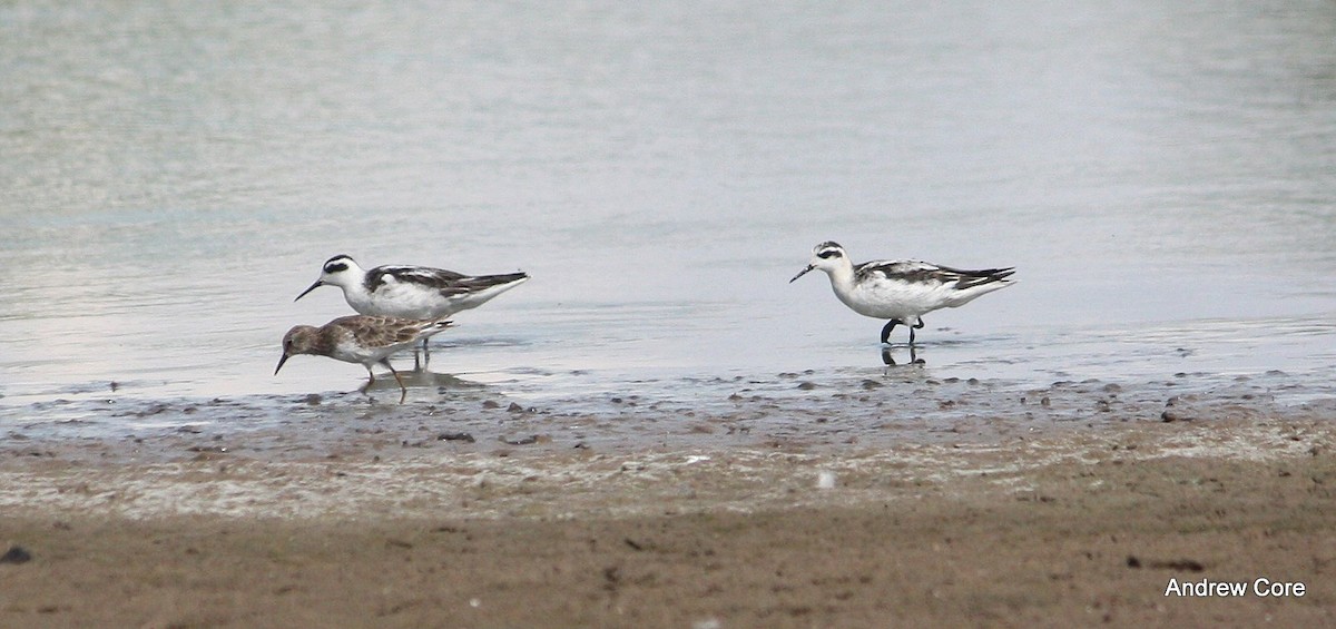 Red-necked Phalarope - Andrew Core