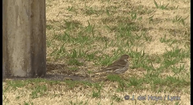 American Pipit (japonicus) - ML201376131