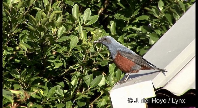 Blue Rock-Thrush (philippensis) - ML201376191