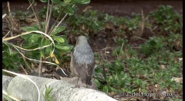 Blue Rock-Thrush (philippensis) - ML201376201