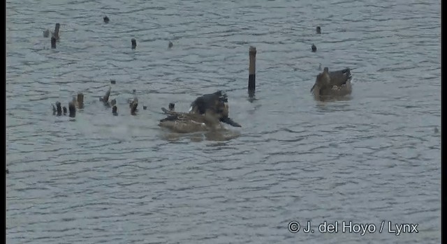 Northern Shoveler - ML201376231